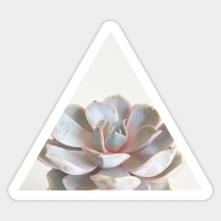 Pink Succulent Sticker